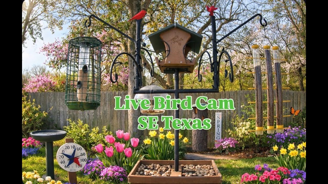 Live Bird Camera of South East Texas