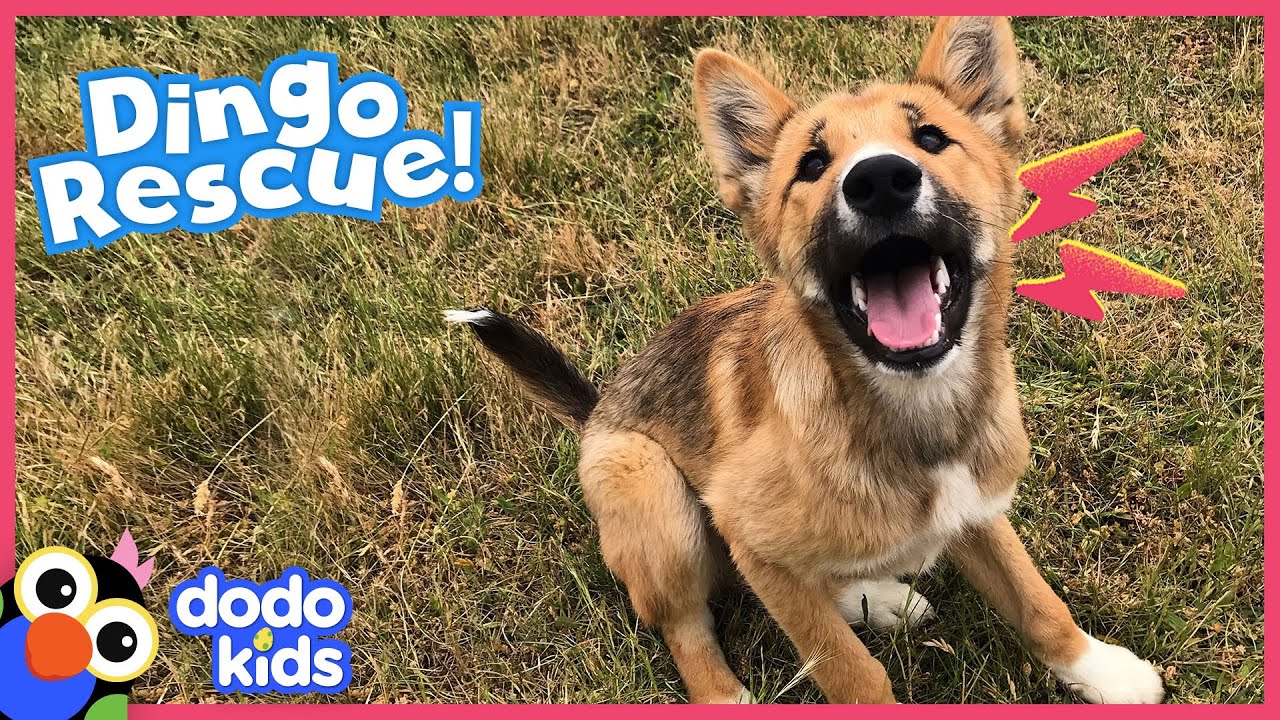 Mystery Dog Is...Actually Not A Dog At All! | Rescued! | Dodo Kids