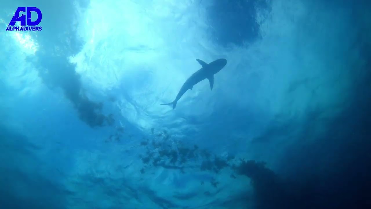 Nurkowanie w Belize: stado żarłaczy wokół łodzi na Canyon San Pedro