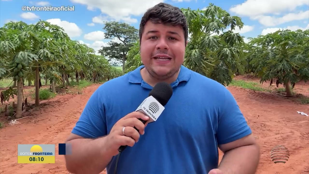 Cultivo de mamão tem se destacado na Nova Alta Paulista