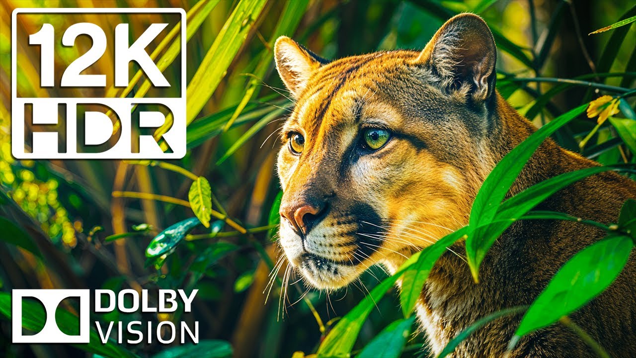 Special Animals Life Moments | 12K HDR Dolby Vision 120FPS Ultra HD Cinematic Sound