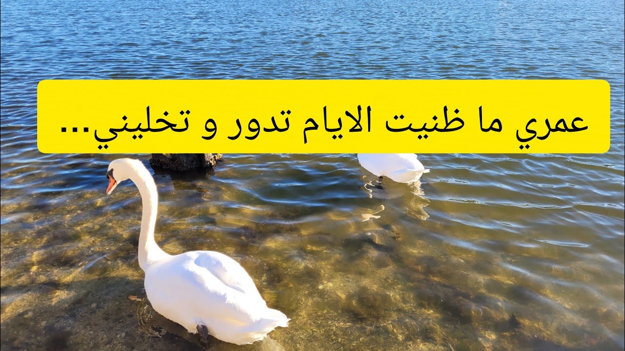 حصالة احب نفسي خسرتها فالاواني و فشلت 🤒 استثمار الذهب او ادخار المال لتقاعد المراة؟ 
