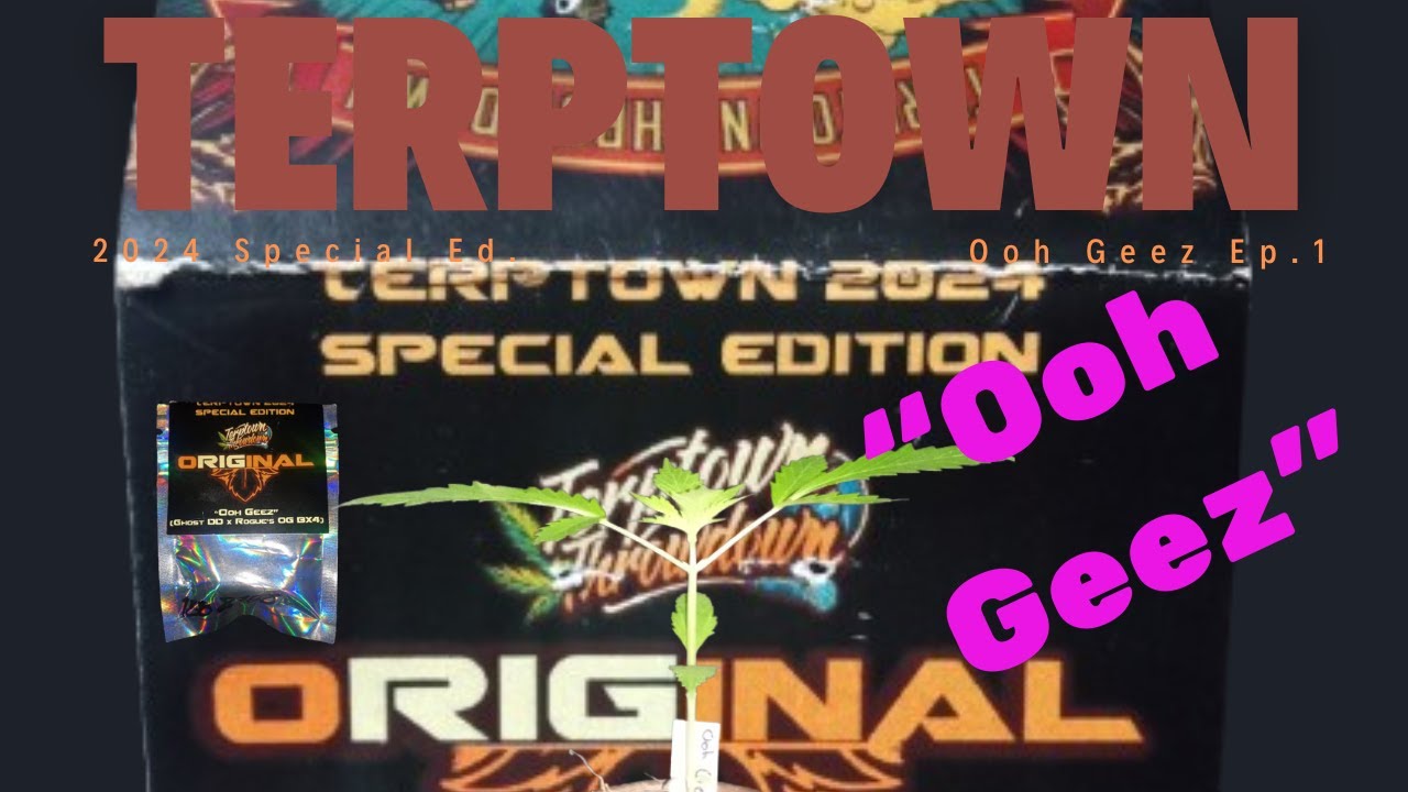 TerpTown - Ooh Geez 2024 Special Edition Release Cannabis Grow