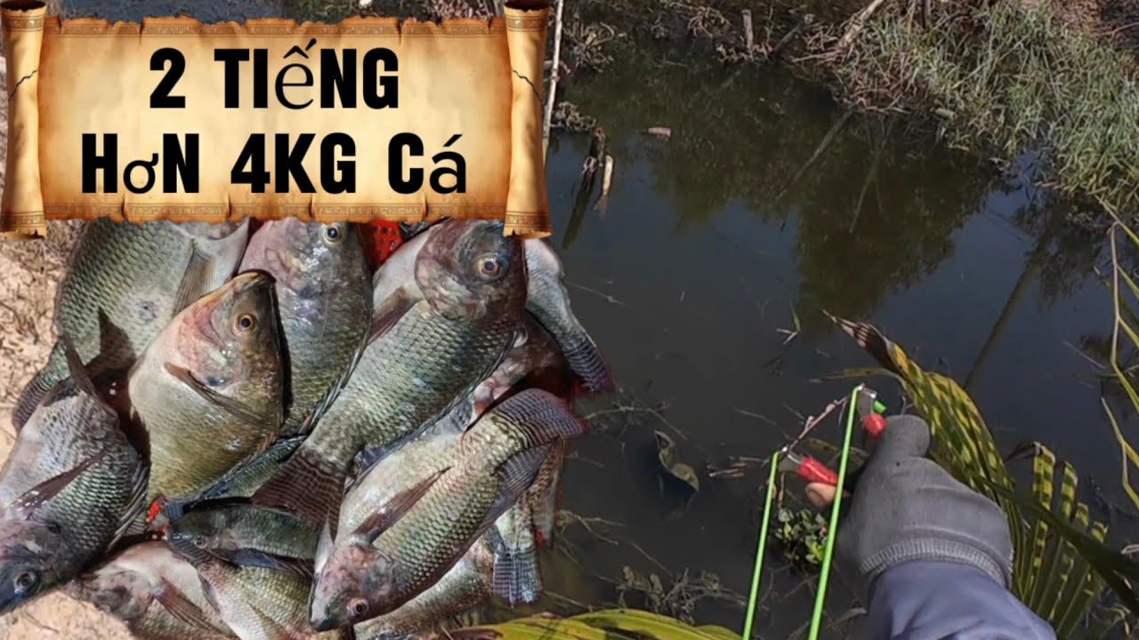 Hai Tiếng Hơn 4kg Rô Phi Ná Cao Su Bắn Cá Săn Bắt Cá Thiên Nhiên Slingshot hunting wild fish