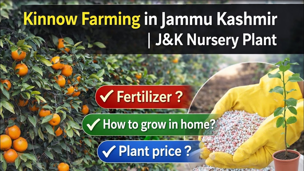 Kinnow Plant in Jammu Kashmir | J&K Nursery Plant | How To Plant Kinnow Cirrus in Home | Fertilizer?