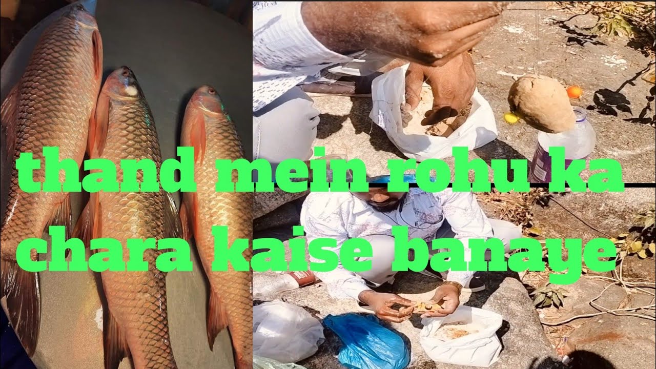 Thand mein rohu kaise pakde 🦈🐟🔥 rohu ka chara 2 #mansoorvolag96