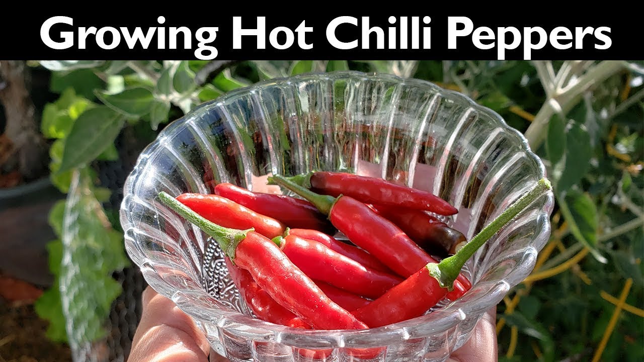 Hot Peppers - Growing Black Cobra Hot Peppers In Your Garden