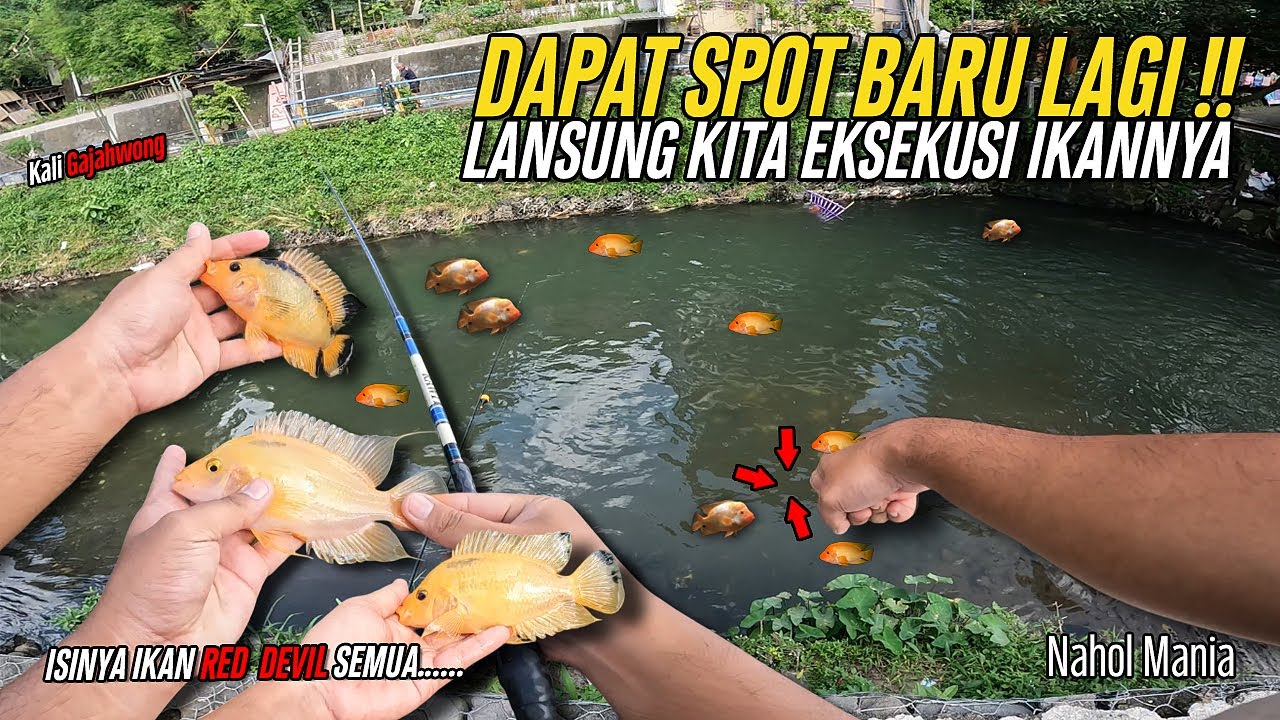 DAPAT SPOT BARU LAGI ‼️ LANSUNG KITA EKSEKUSI IKANNYA ‼️ || Mancing Red Devil Sungai Jogja