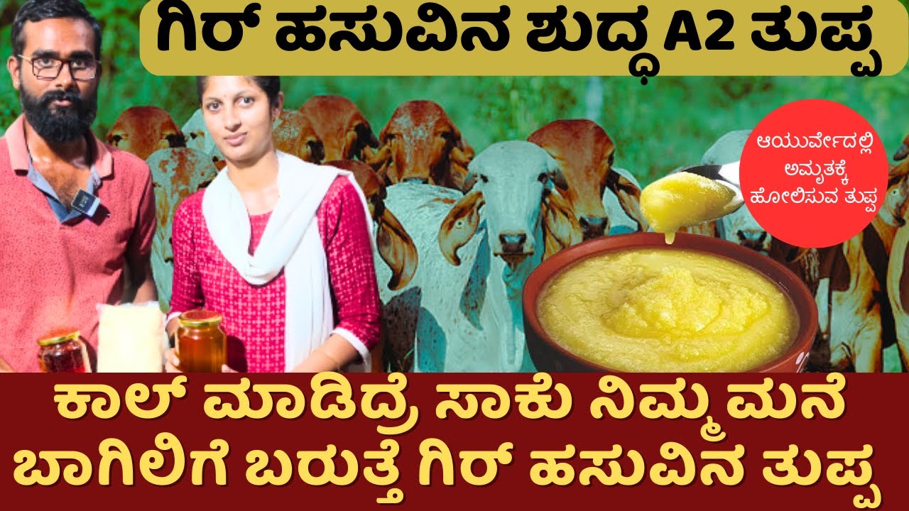 ಗಿರ್ ಹಸುವಿನ ಬೆಣ್ಣೆ ತುಪ್ಪ ಬೇಕಾ ?|method of making gir cow butter and ghee|madhu sankal farm tour ep09