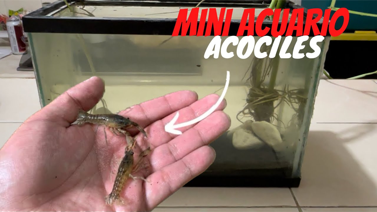 Mini ACUARIO para ACOCILES 🦞
