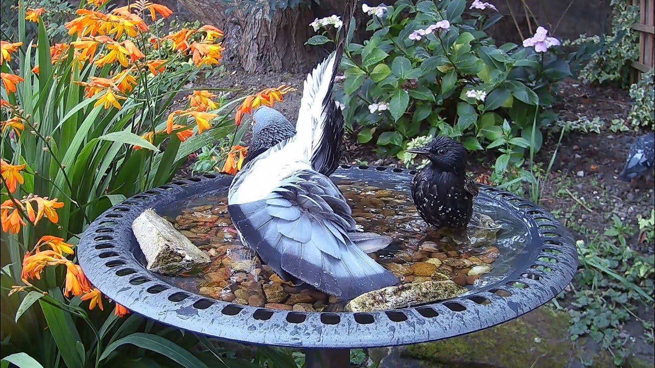 It’s always nice to see a well used garden bird bath.  Water is so important to birds!