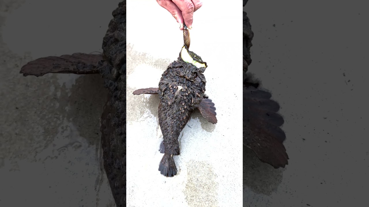 Stone Fish #sunshinecoast #stonefish #fishing #bribieisland #beach