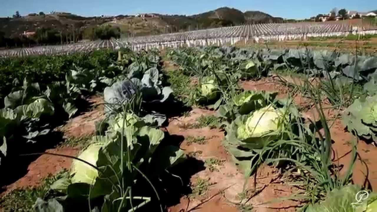 Poggio Leano Vineyards 40min HD 720p