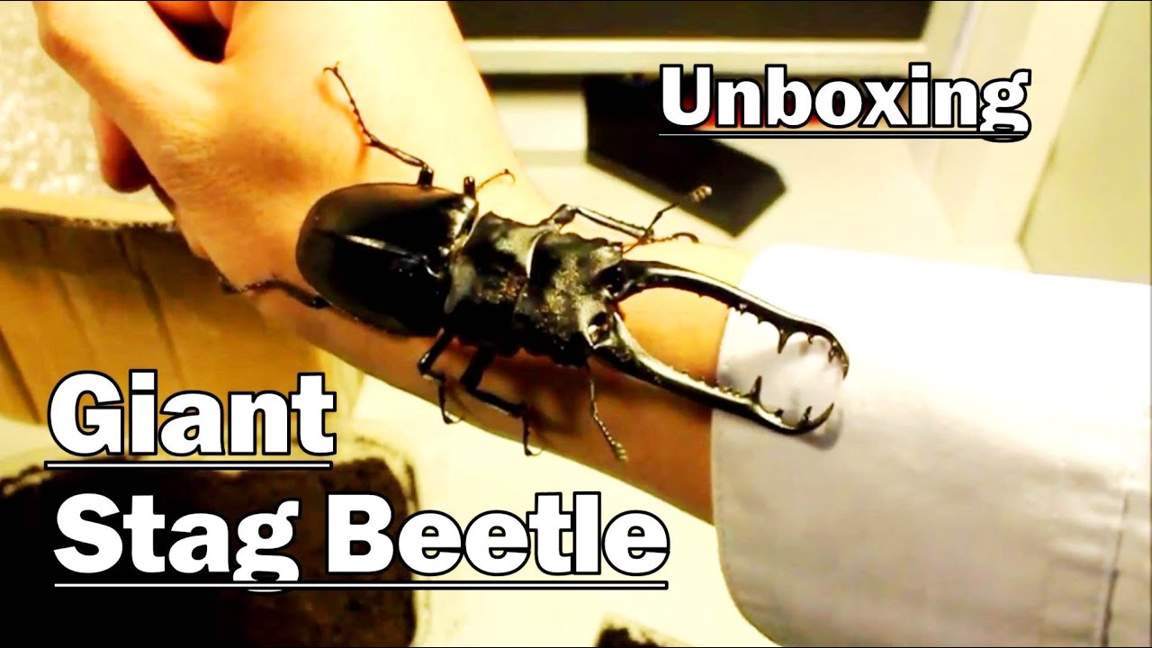 *Unboxing* GIANT STAG BEETLE! - (Prosopocoilus giraffa)
