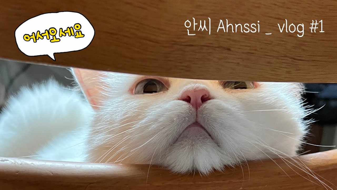 [안씨 Ahnssi _ 하루일기] 2022.08.26 콩이의 9번째 생일, 얼떨결에 아가 야매미용, 감자전분정리하기