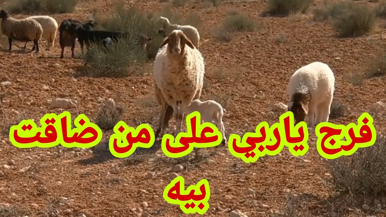 فرج ياربي على من ضاقت بيه