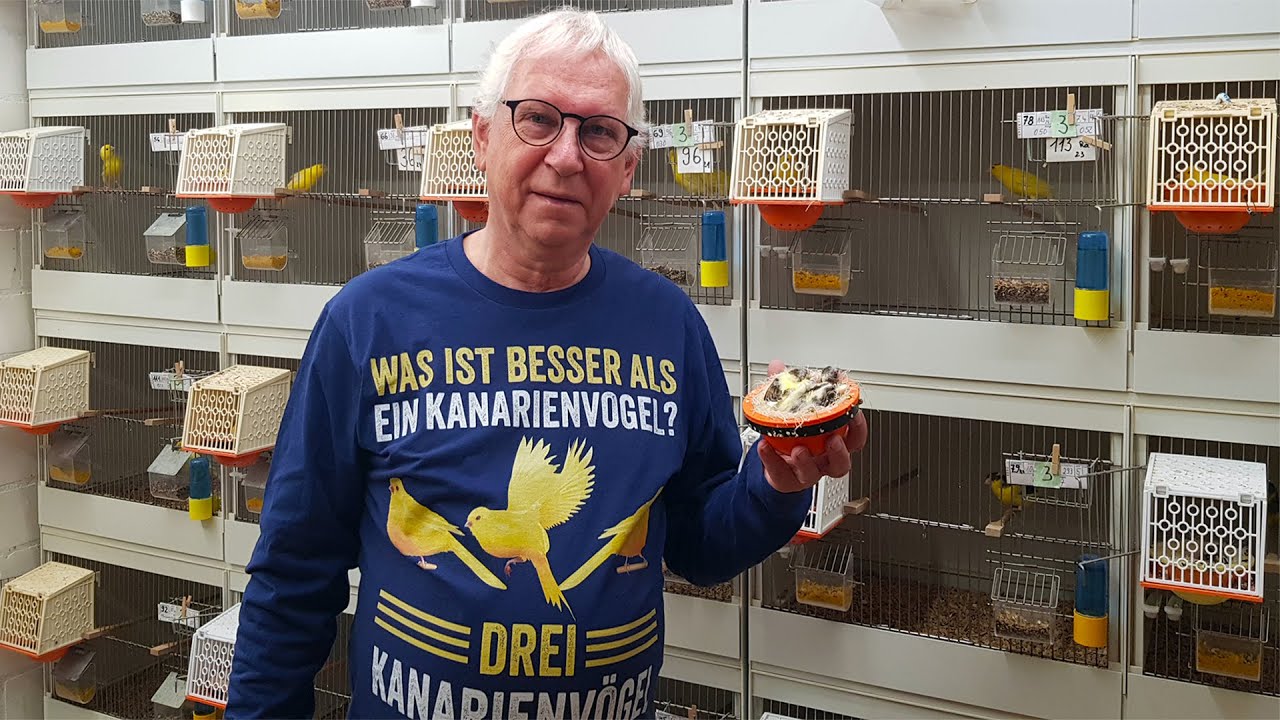 2025 04 Kanarienvögel Jungvögel sind geschlüpft 🐣
