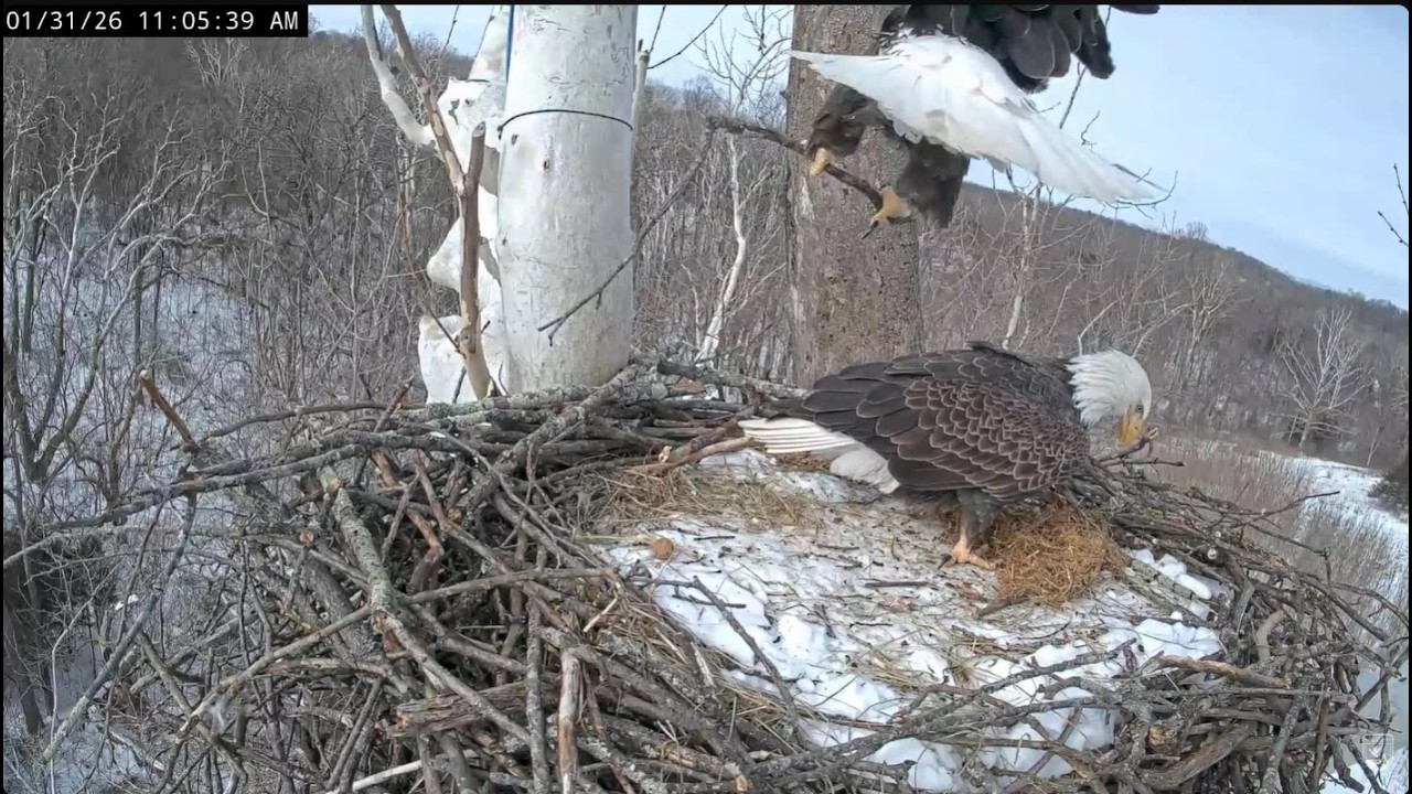 January 31 2026   Bella and Scout Daily Highlights Bedding and Stick Deliveries NCTC Bald Eagle Nest