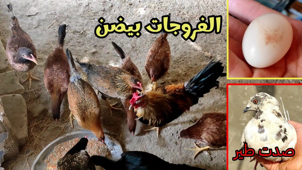 الفروجات بدت تبيض🥰 الهراتي بدة يكفش + صدت طير 🕊️ دجاجة ضاعت😭