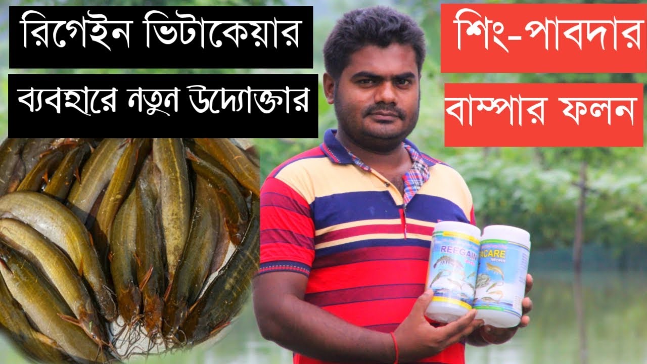 বাগেরহাটে রিগেইন ভিটাকেয়ার ব্যবহারে নতুন চাষীর শিং পাবদায় বাম্পার ফলন | Fish Care