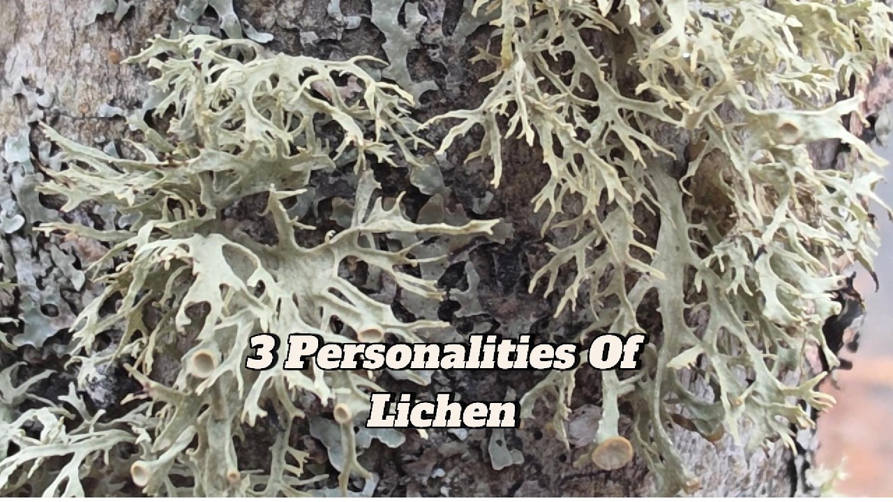 You've Seen These 3 Lichen Shapes Your Whole Life | One Minute Field Note