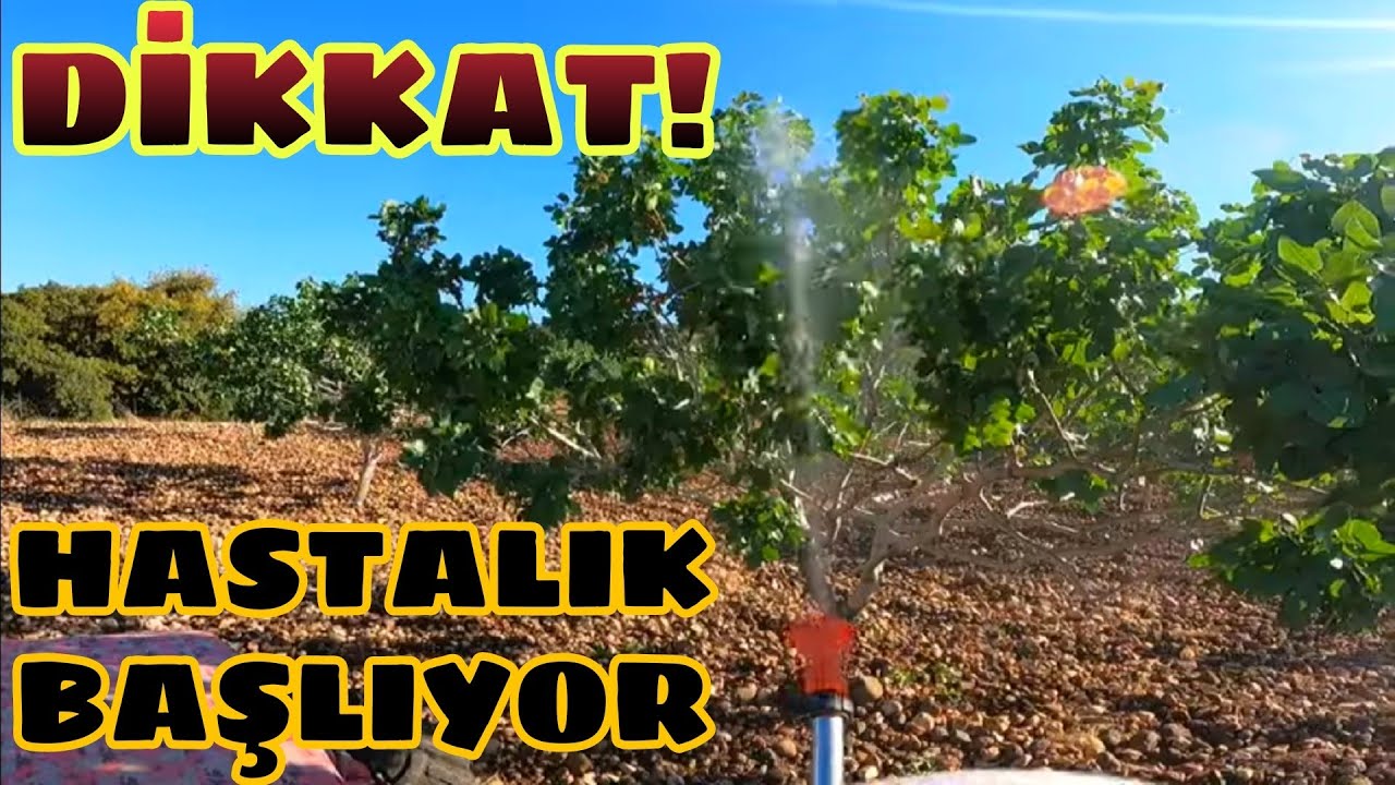 Antep,Siirt ve UCB-1 ilaçlaması... alternaria altarnaya görülmeye başladı...