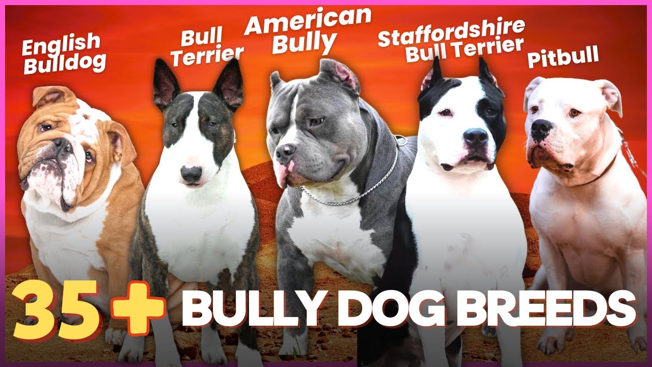 38 Bully Dog Breeds That Can Be Great Family Pets