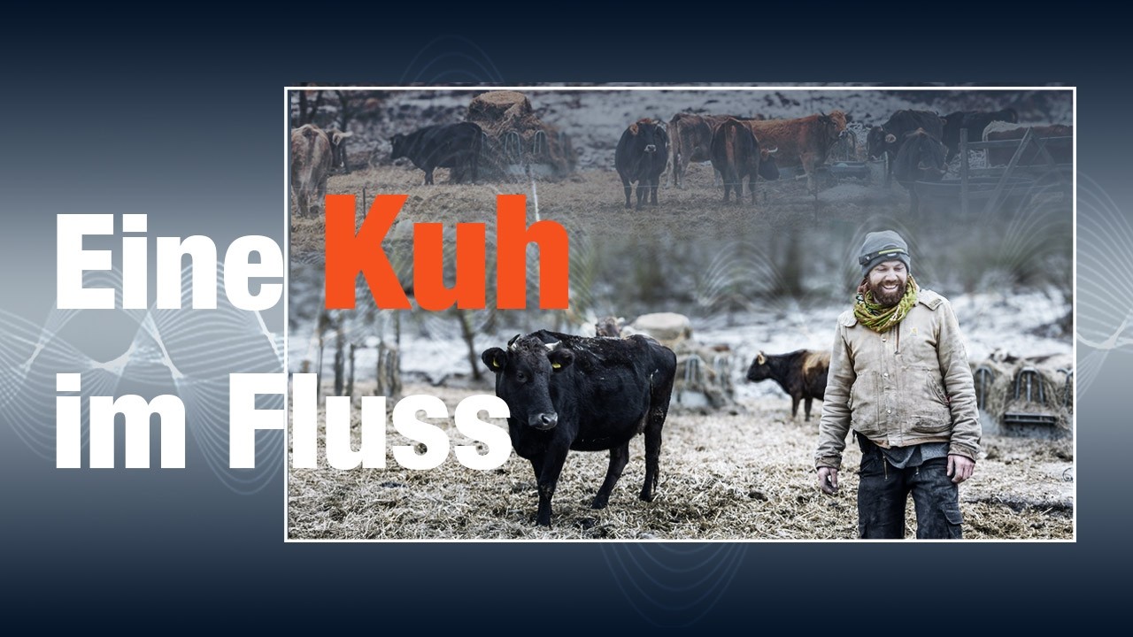 Eine Kuh im Fluss