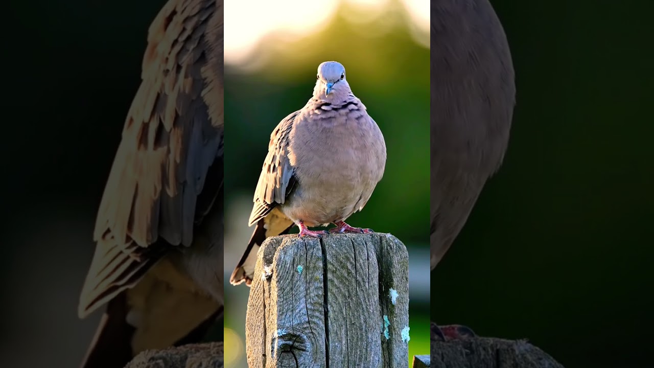 More Than Just a City Bird🕊 