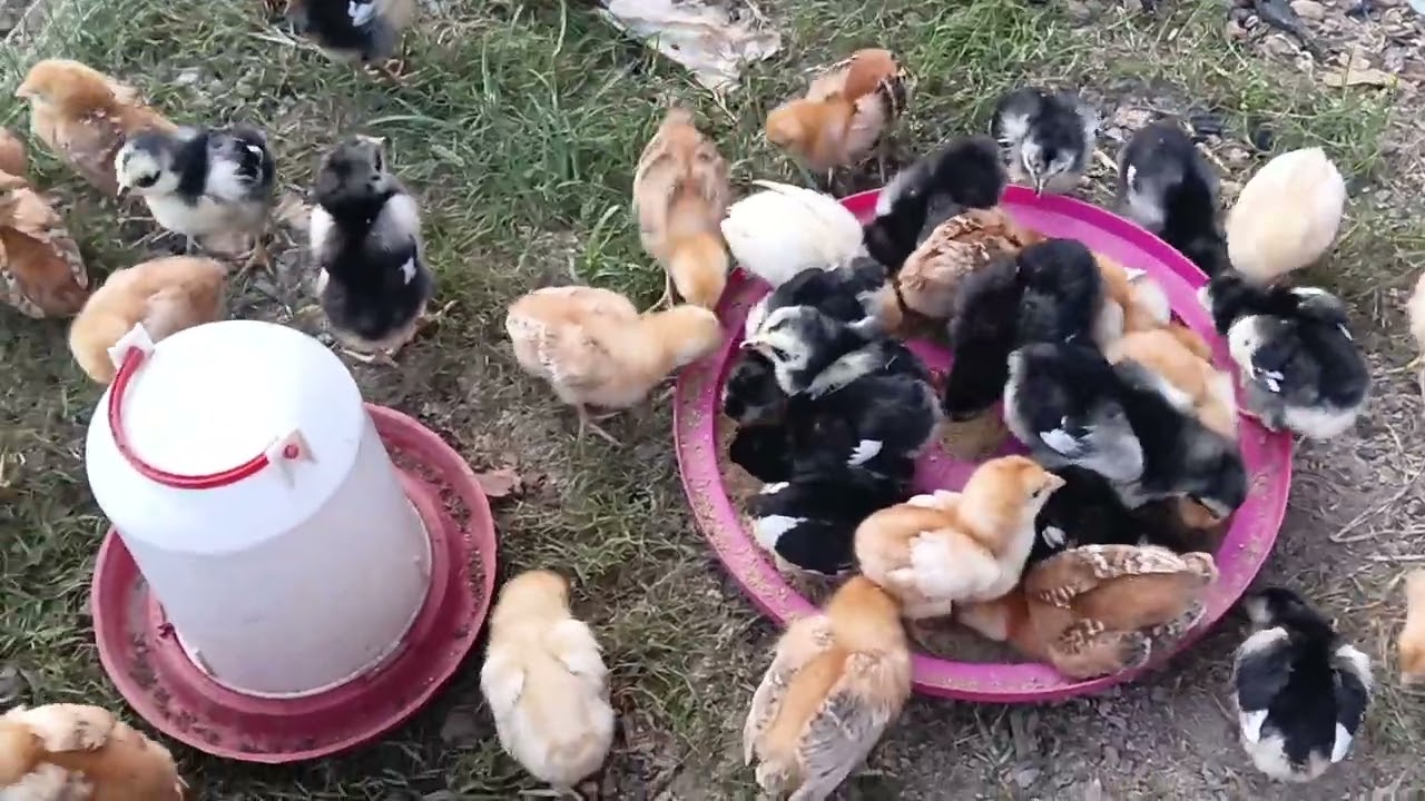 Little information on layers chicken Odyuo backyard chicken farm