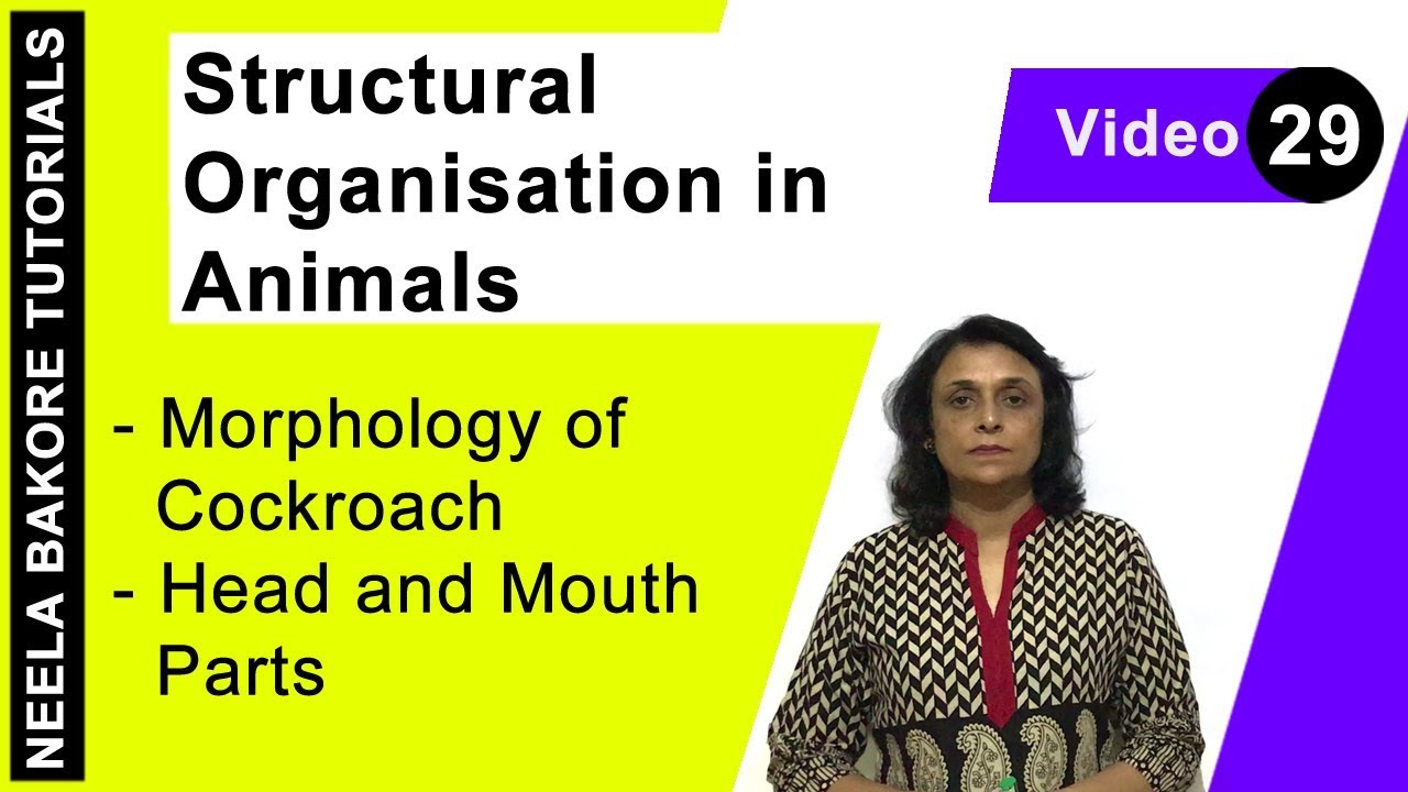Structural Organisation in Animals | NEET | Morphology of Cockroach - Head & Mouth Parts | Dr. Neela