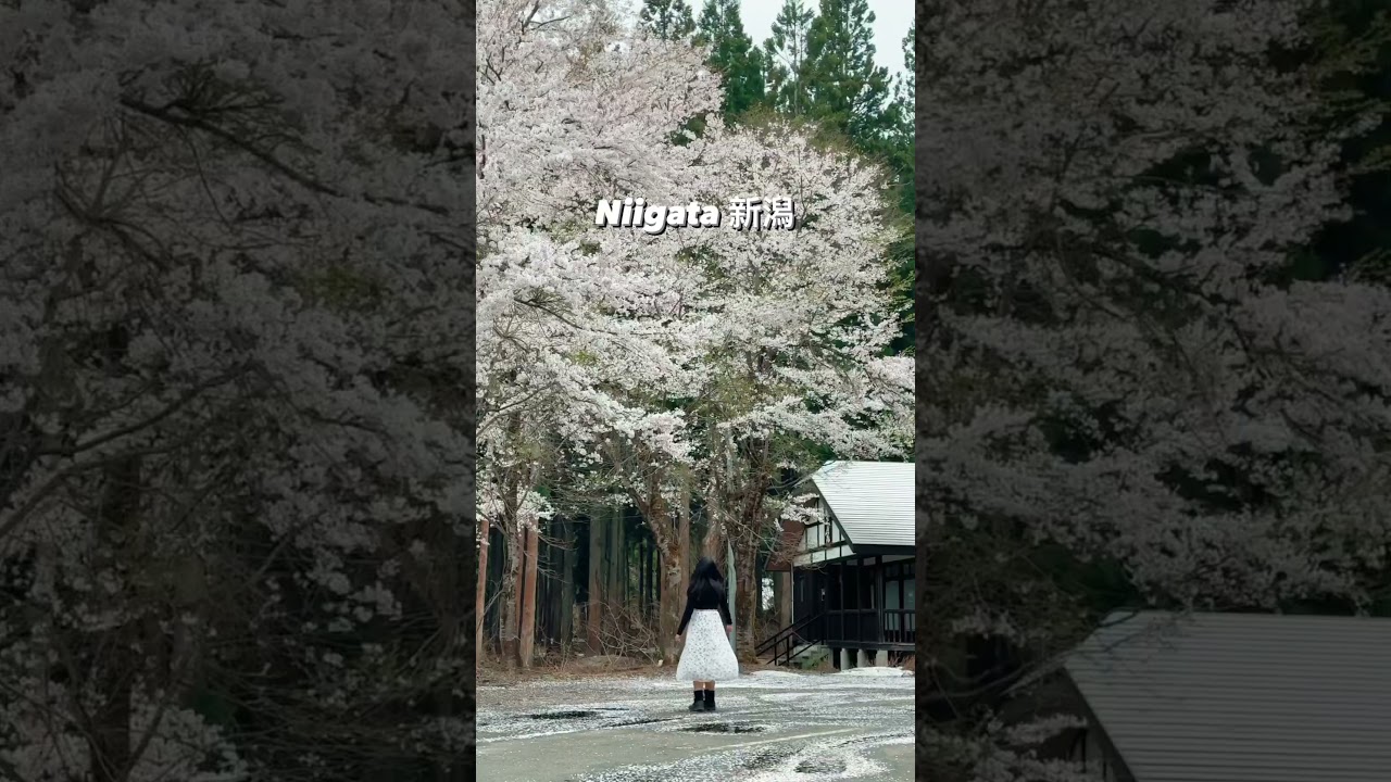 Niigata Series Part 1 - Niigata #niigata #japantravel #japantrip #tiffiejapanseries #japan