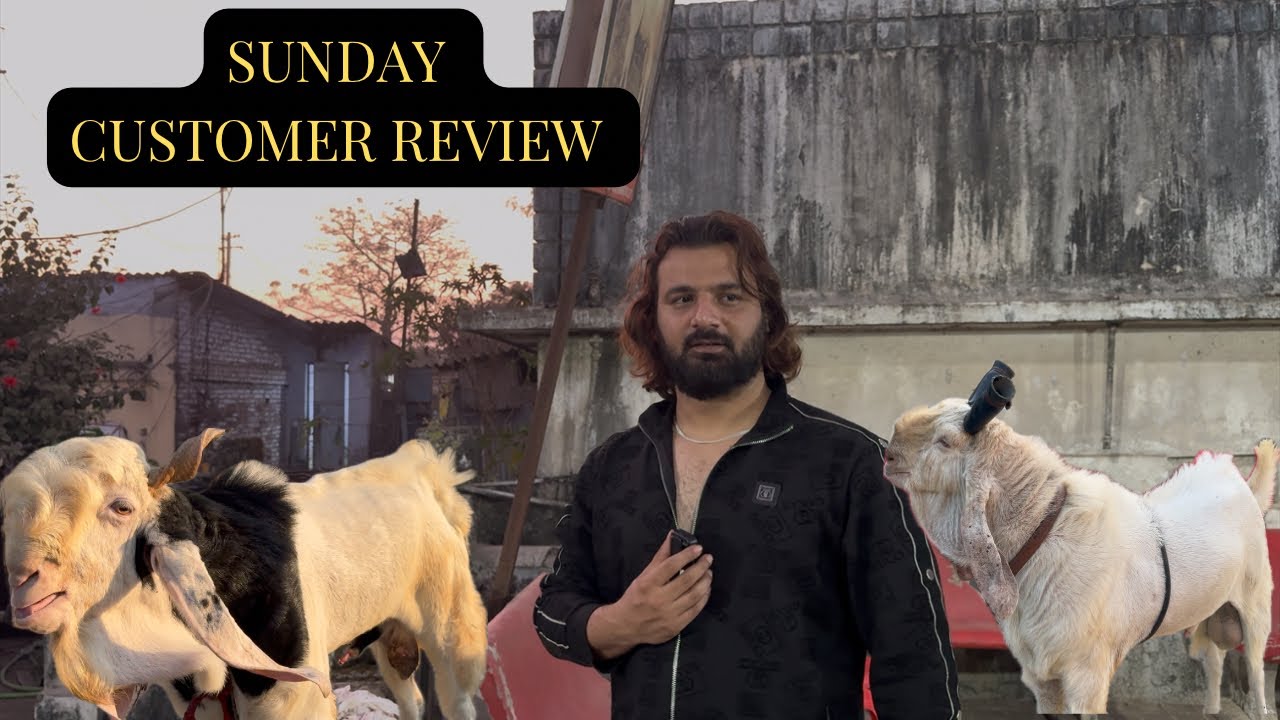 SUNDAY KA DIN CUSTOMER FEEDBACK KE SAATH AT D GOAT FARM #goatfarming #goat #vlog #youtube #animals 