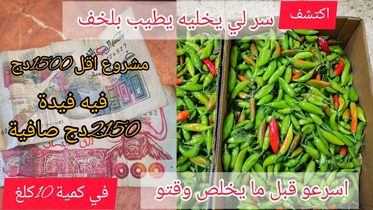 مشروعك يبدا اقل من 150الف في ترقيد فلفل حار مع سر يخليه يطيب يوجد في وقت قصير جداً اغتنم فرصة
