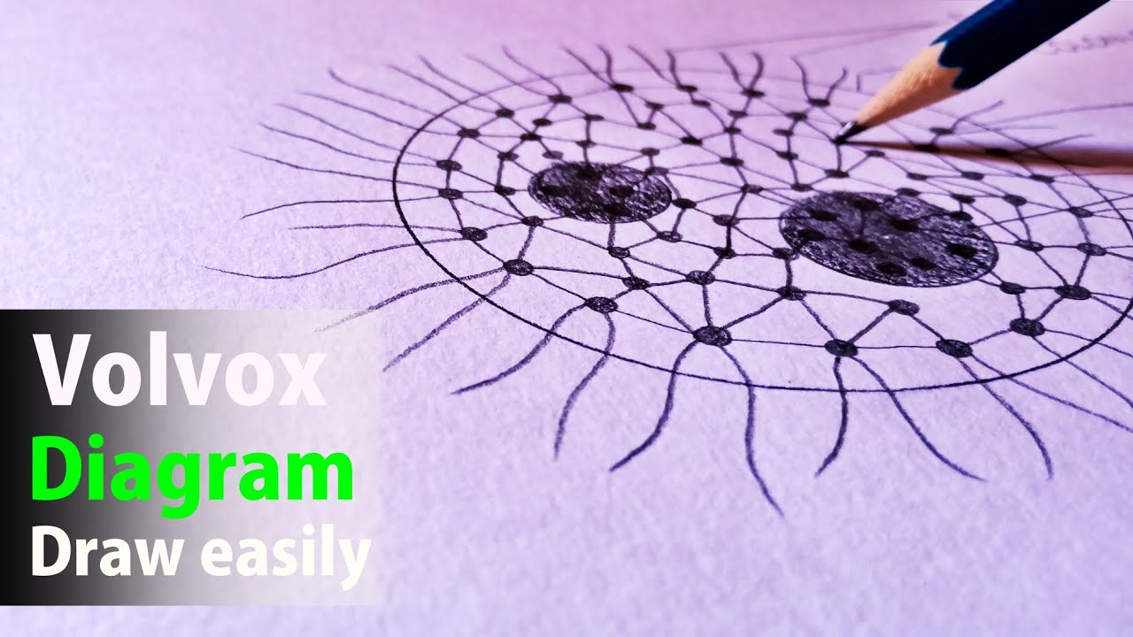 volvox diagram | how to draw volvox diagram | volvox colony || [ VOLVOX DIAGRAM ]