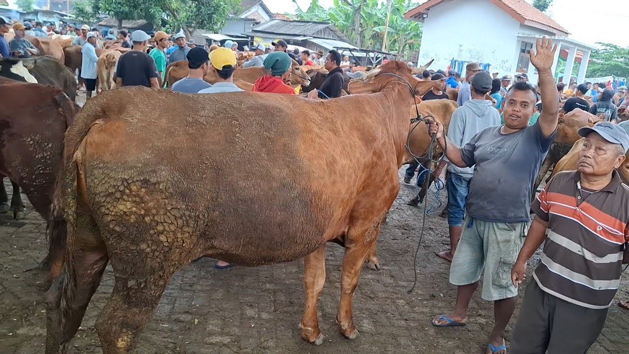 EDAN HARGANYA‼️SAPI MAJER DAGING SUPER || PASAR SAPI WARUJAYENG NGANJUK ||