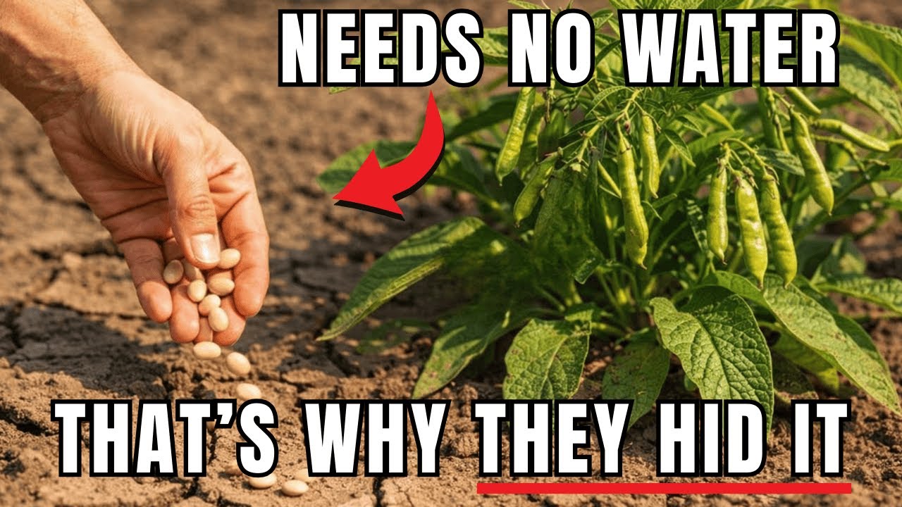 One Bean Survives Extreme Drought — Why Did We Stop Growing It?