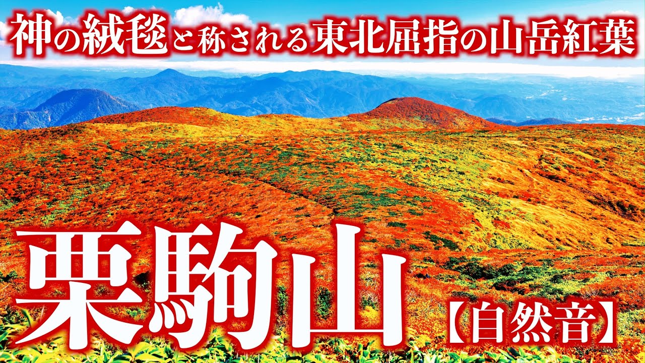 【登山】紅葉の栗駒山｜神の絨毯と称される東北屈指の山岳紅葉を巡る周回ルート(自然音)＜Japan in 4K／Nature Sound＞