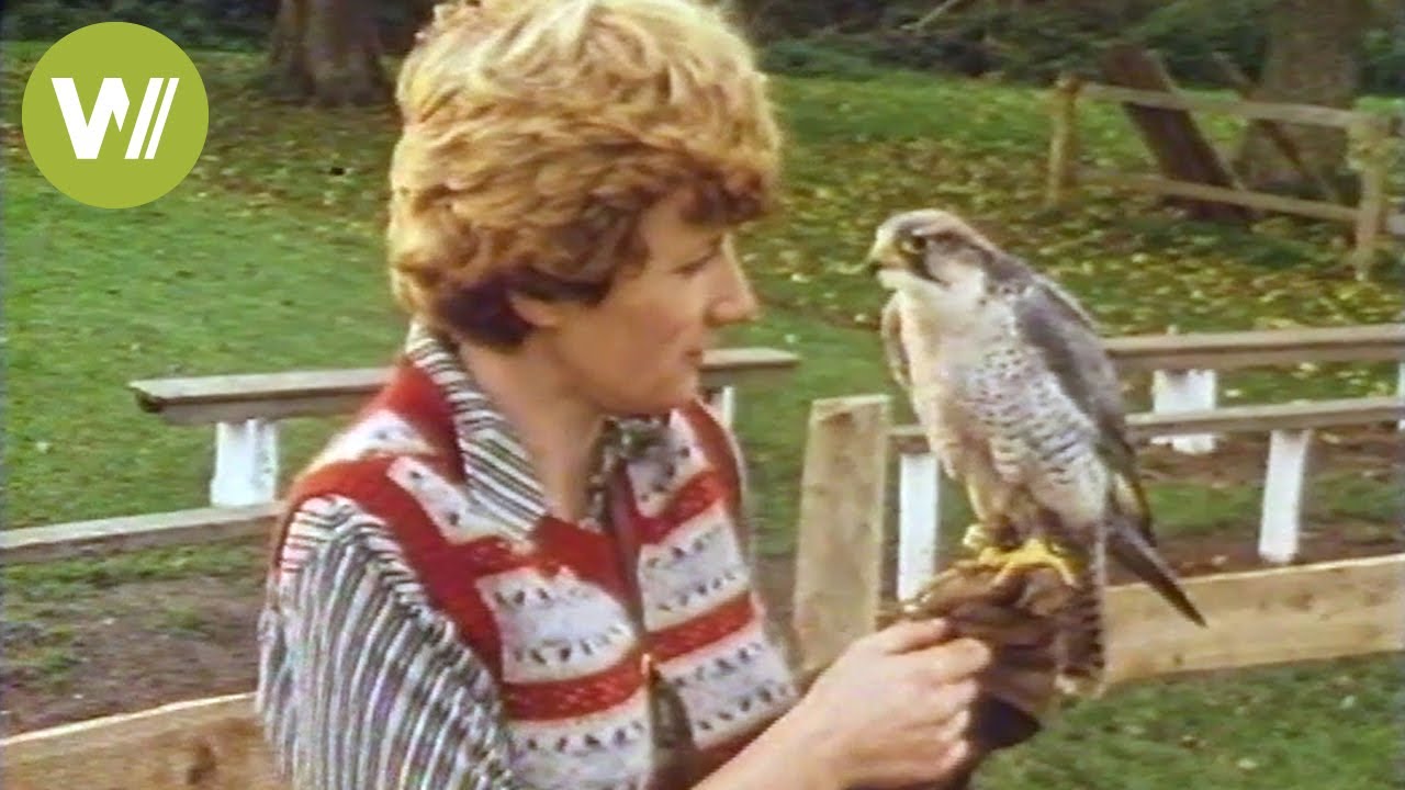 Training birds of prey in the 80's - How hunting with predatory birds looked like