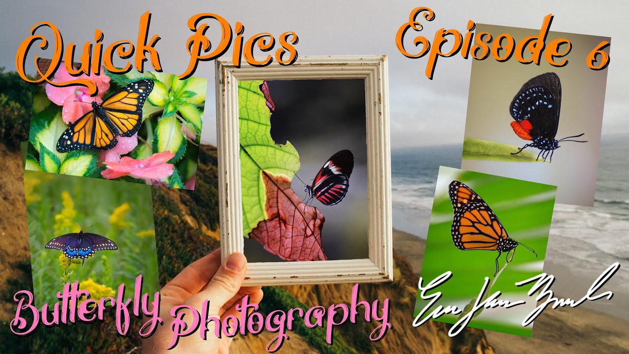 EJB Quick Pics Episode 6 - Butterfly Photography