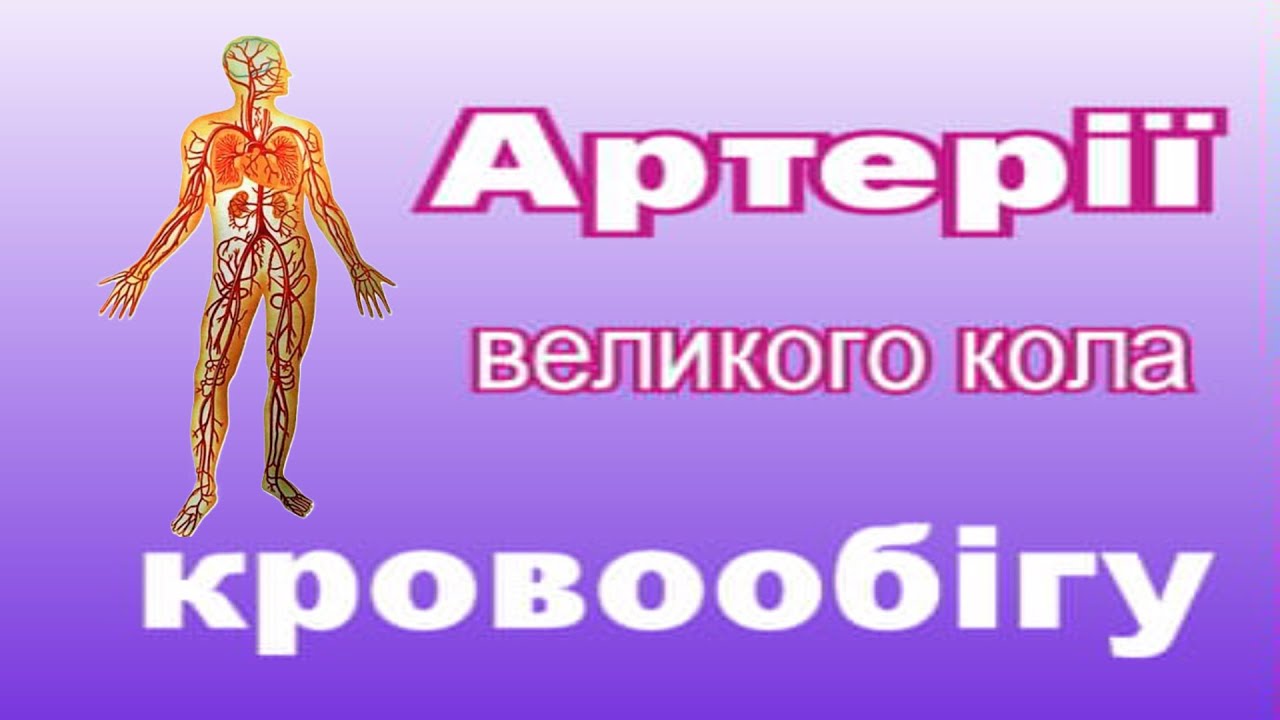 АНАТОМІЯ АРТЕРІАЛЬНОЇ СИСТЕМИ