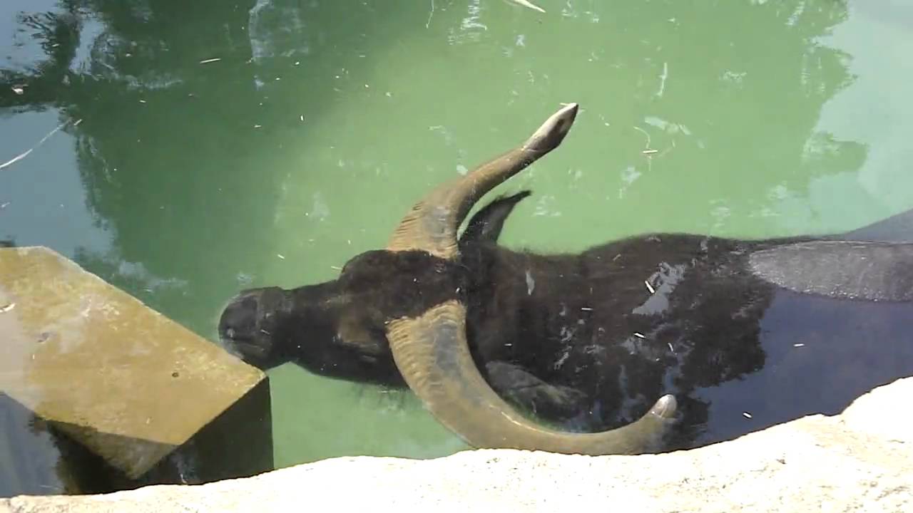 【動物】暑さのあまり水に沈む水牛　It is a buffalo because it is hot that sinks in water.