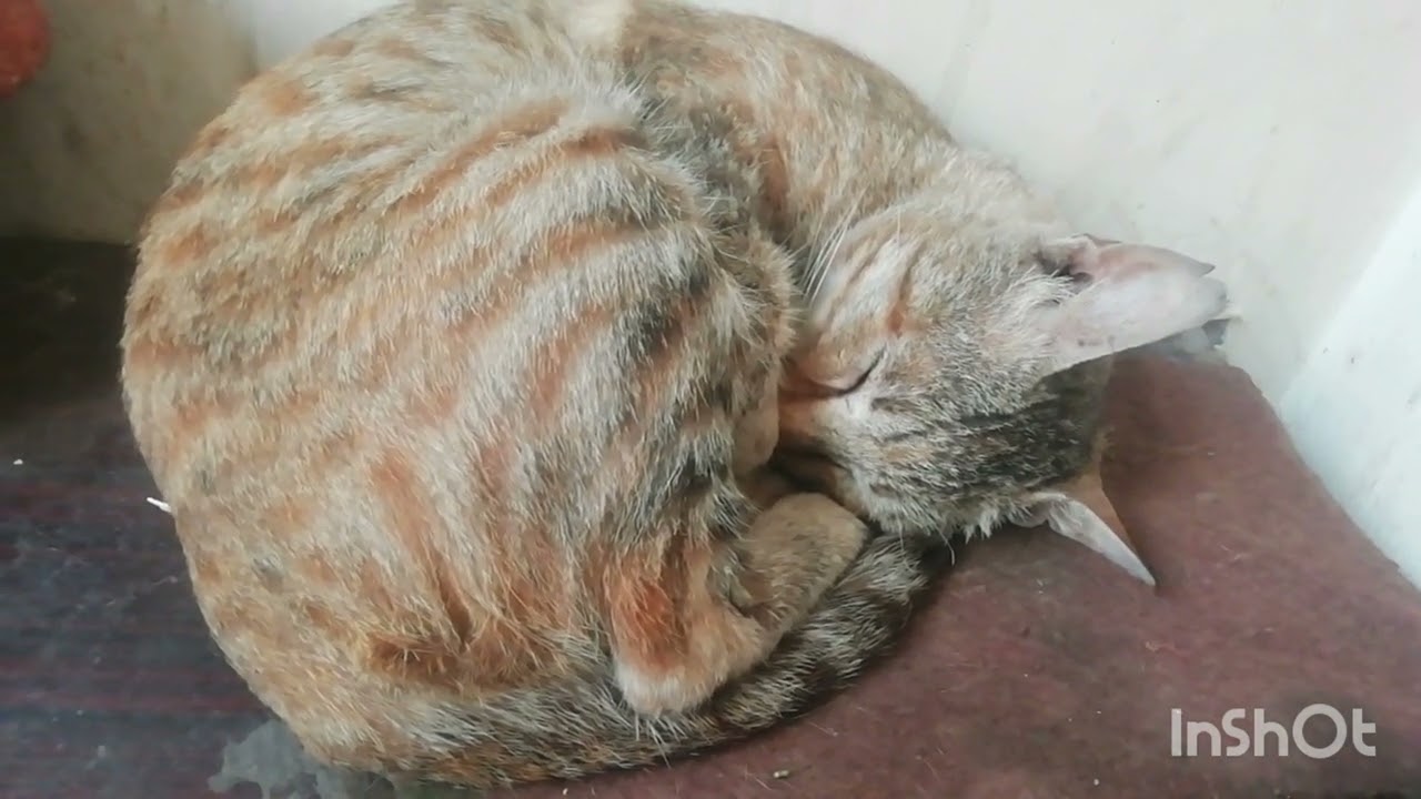  Cute Cat Pima looking so cute😘 , so beautiful and so nice sheza are sleeping😍 ❤️🌹🤗. 