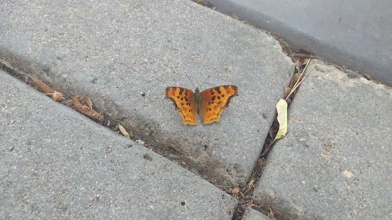 Poor beautiful weak butterfly :( (June 18, 2024)