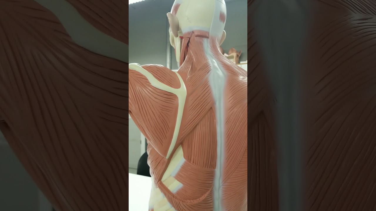 Muscles of the pectoral girdle