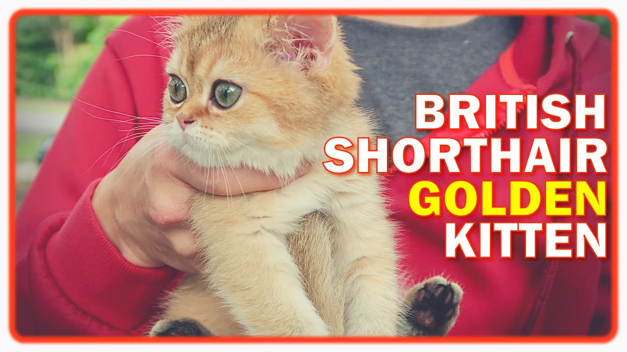 FIRST DAY KITTEN ADOPTION BRITISH SHORTHAIR IN NEW HOME 2021 | Bringing home cute cat music vlog 🎶😍👍