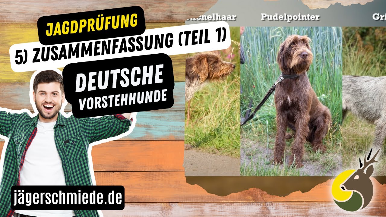 5) Deutsche Vorstehhunde (Teil 1) - Zusammenfasung - 💡 Wissen f&uuml;r deine Jagdpr&uuml;fung
