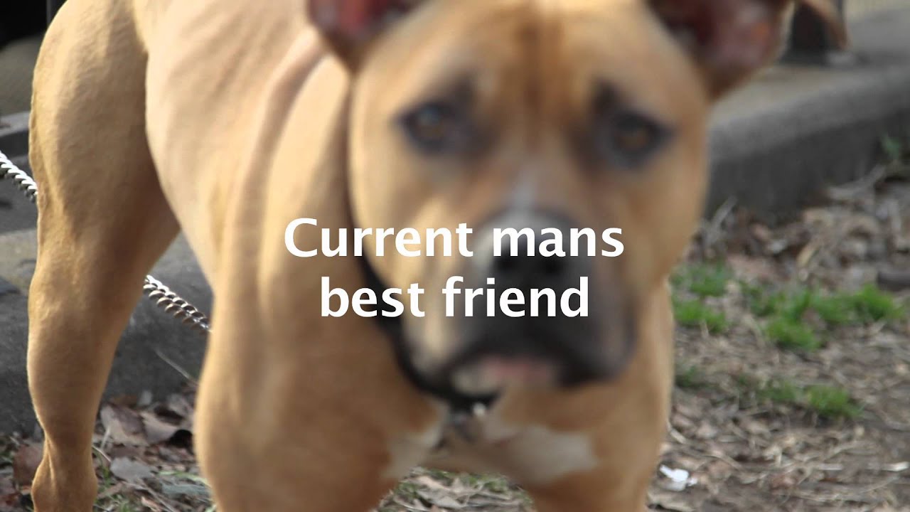 The First Fantastic Day in Fort Greene 2012