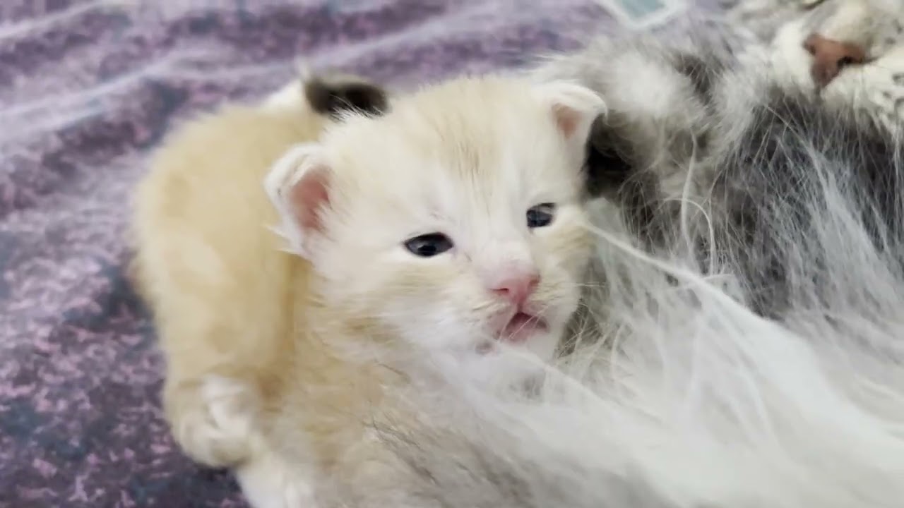 Maine Coon Kittens - Milkshake n Ber - Breakfast with Mama Sancti.  #cat #kitten #cute #mainecoon