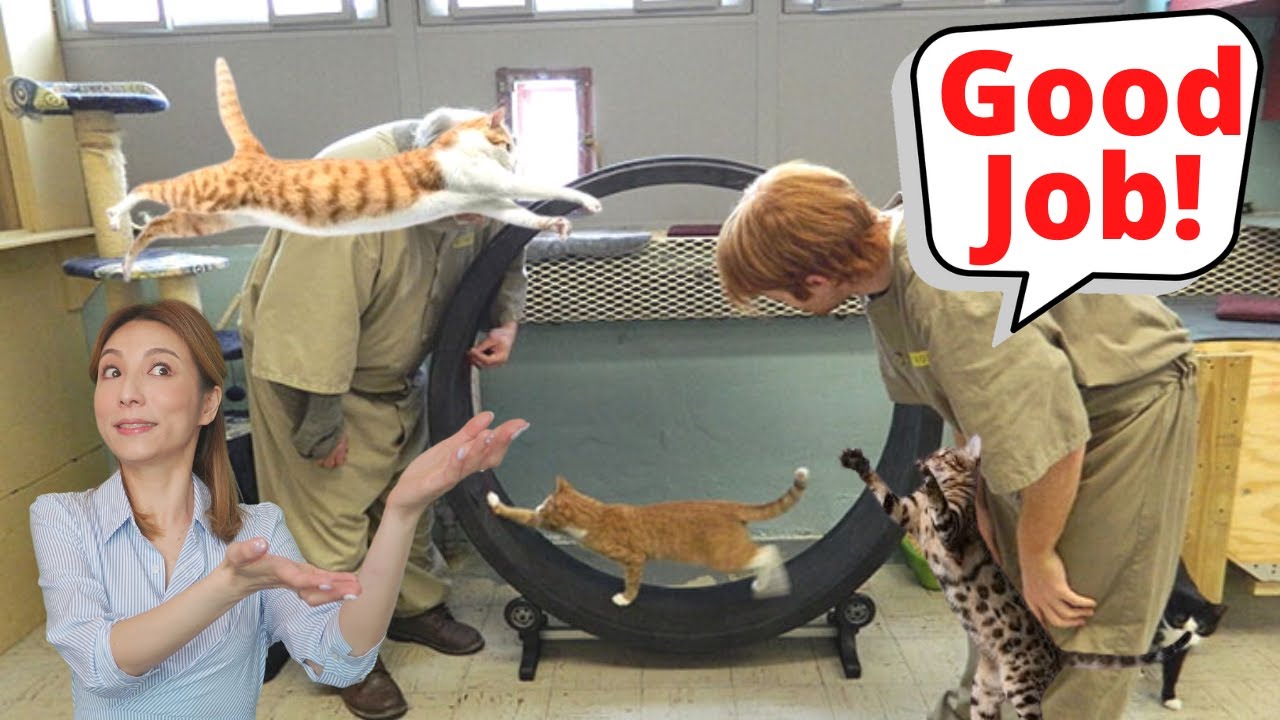 Ep9: Behind Bars to Blissful Homes: Non-Clicker Non-Training + Cat Prison Programs